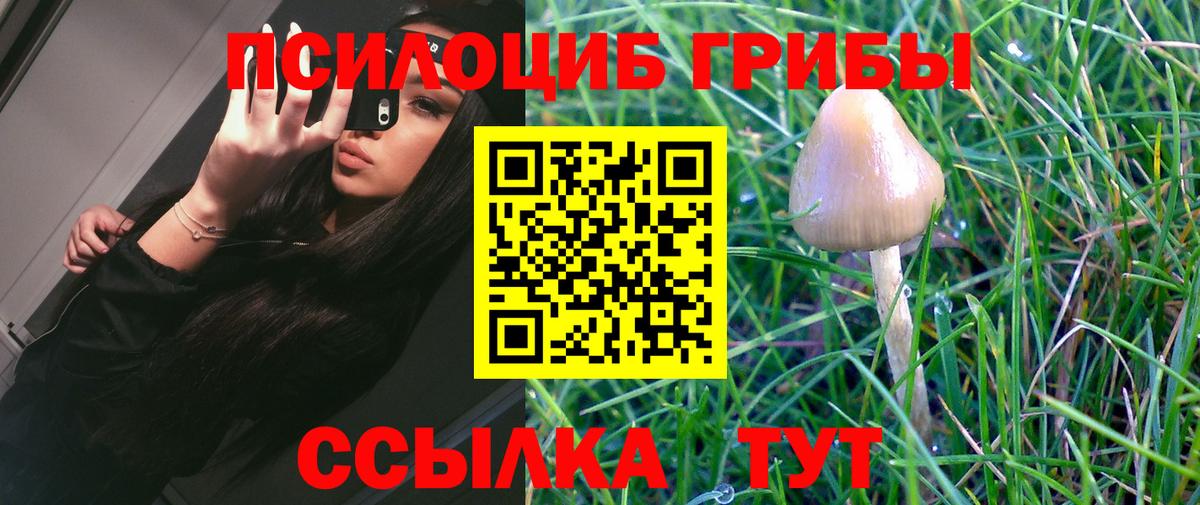 Галлюциногенные грибы Psilocybine cubensis Аксай